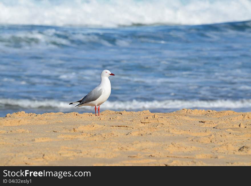 Seagull On The Beach.