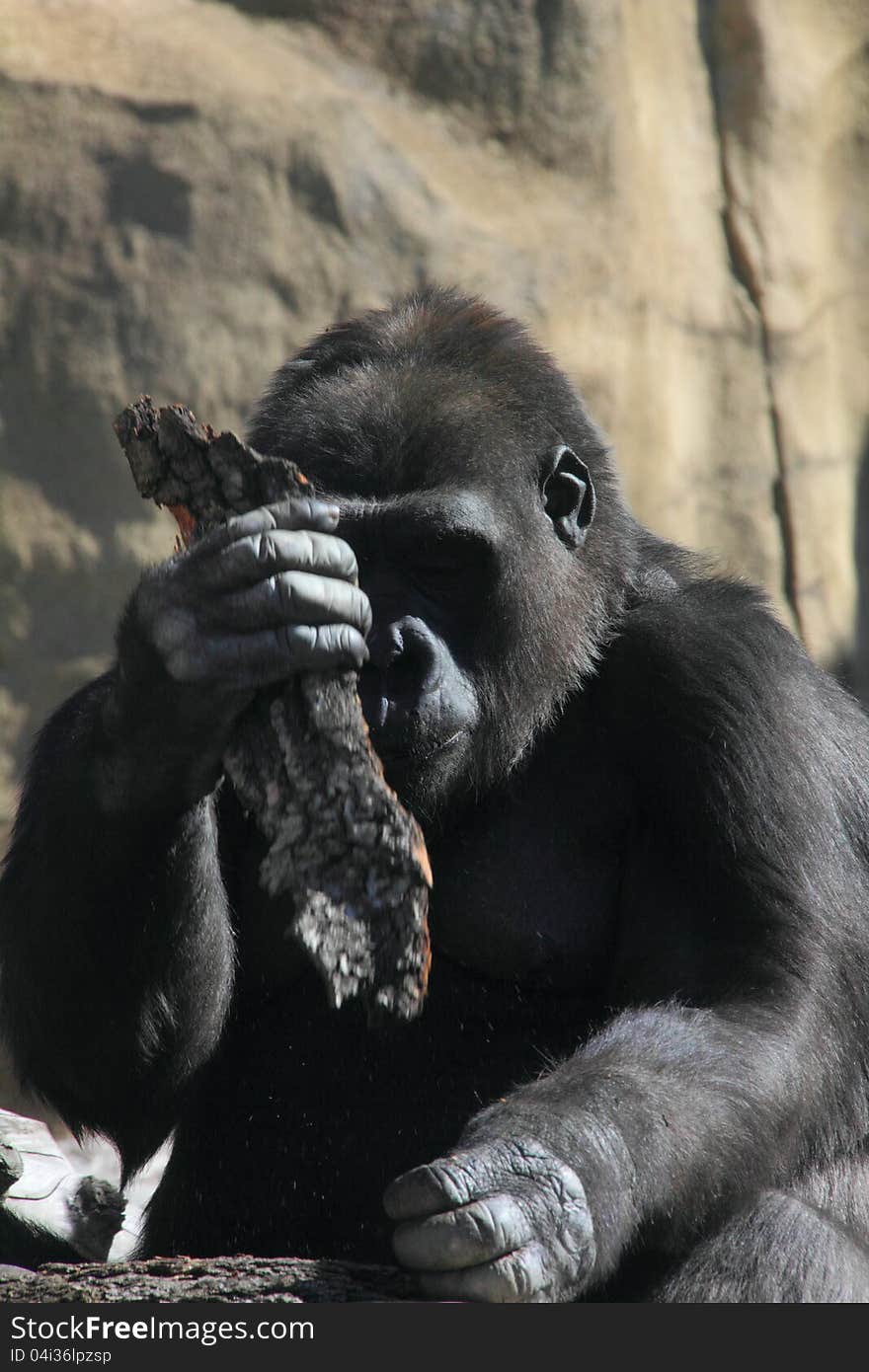 A big gorilla sitting on the rock. Sunny day. A big gorilla sitting on the rock. Sunny day.