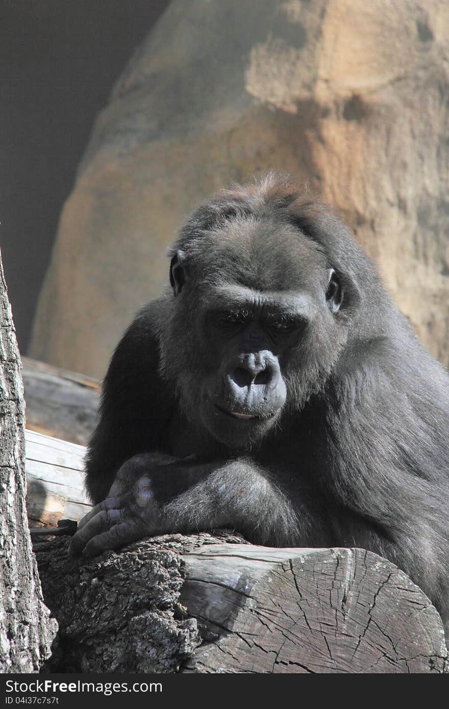 A big gorilla sitting on the rock. Sunny day. A big gorilla sitting on the rock. Sunny day.