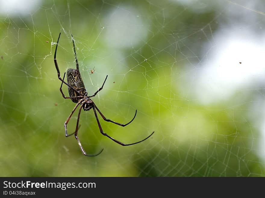 Closeup of a spider in a web.