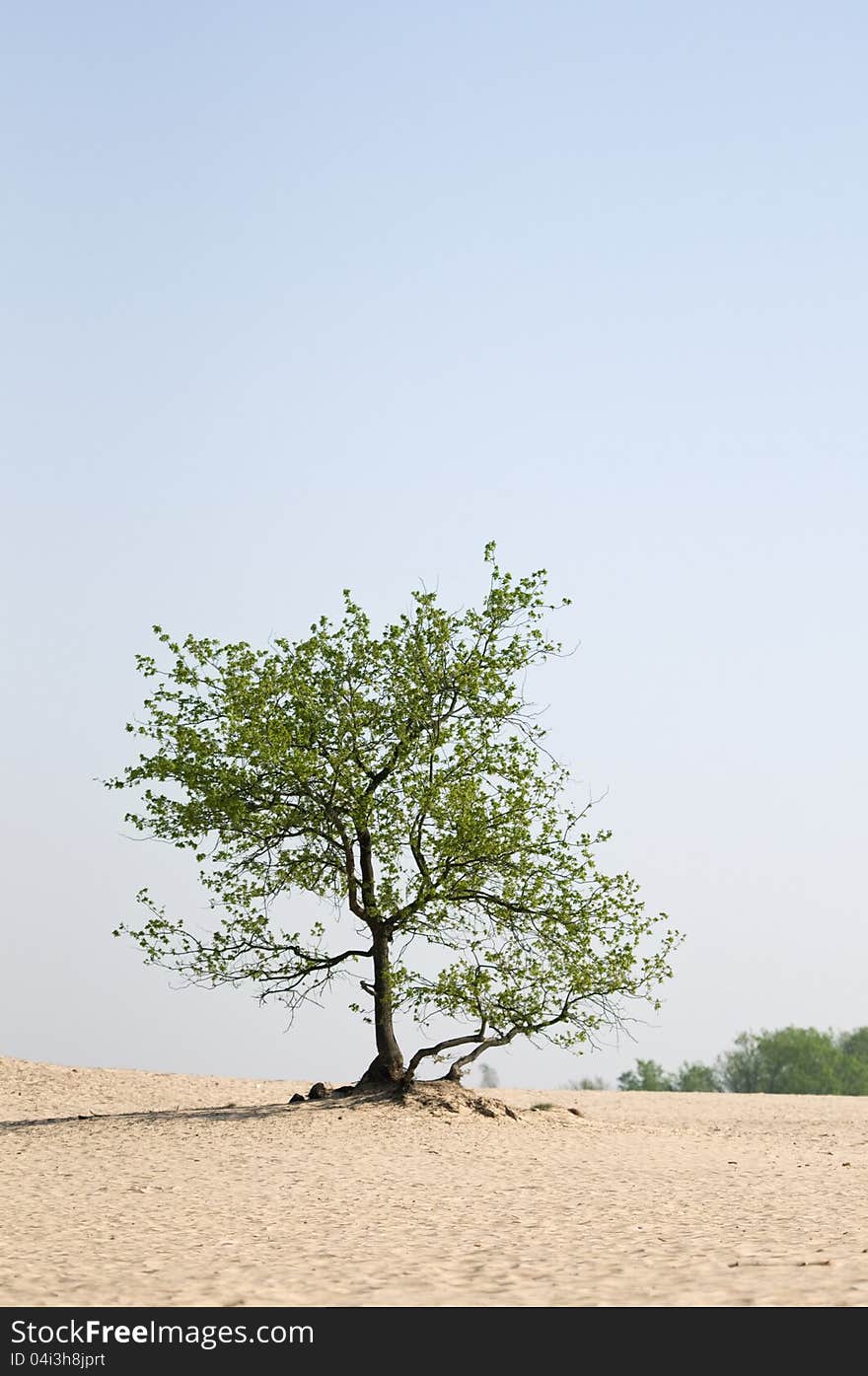 Lonely tree