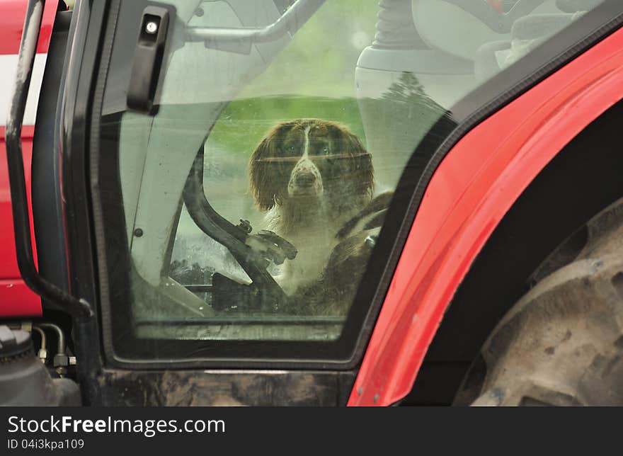 Dog in a tractor &x28;Spaniel&x29