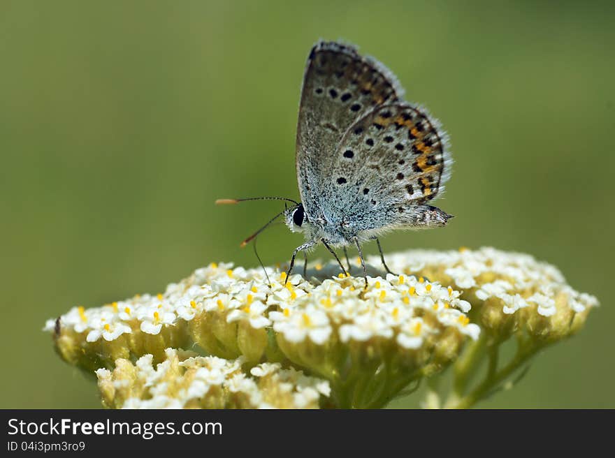 Insects in the nature