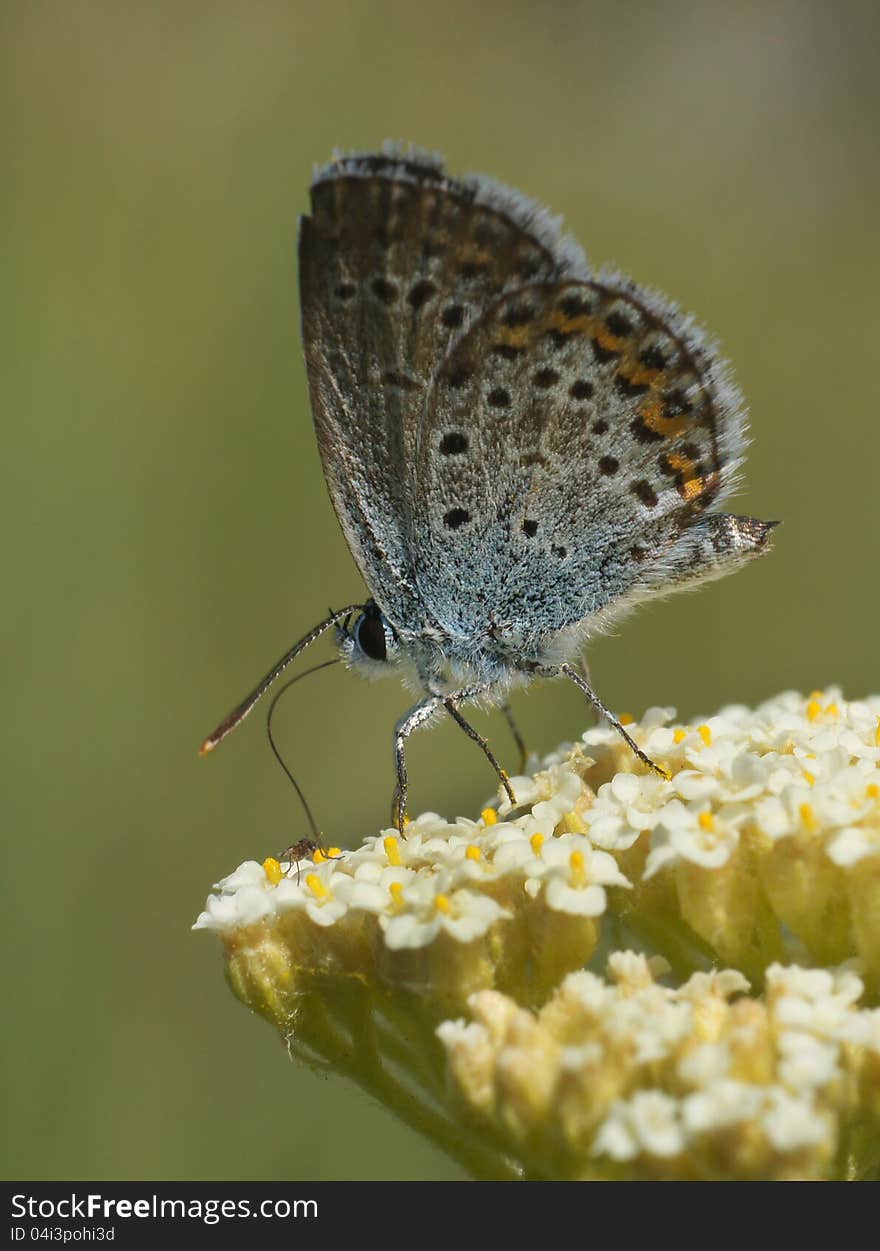 Insects in the nature