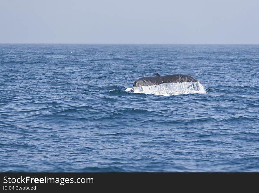 Humpback whale fluking tail in the Pacific ocean. California, USA