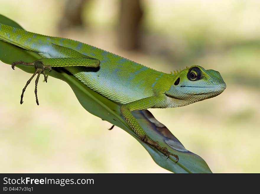 Expressive Green Crested Lizard