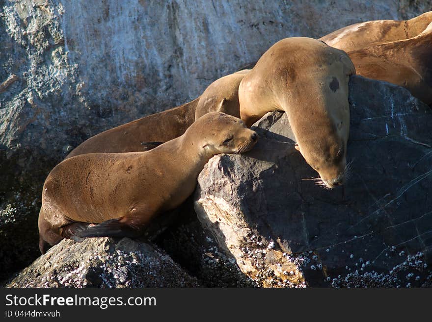 Few California sea lions in wild on stones. Few California sea lions in wild on stones