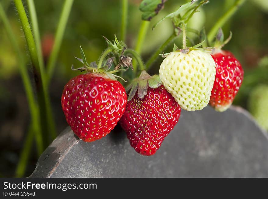 Strawberry plant in a strawberry field. Strawberry plant in a strawberry field