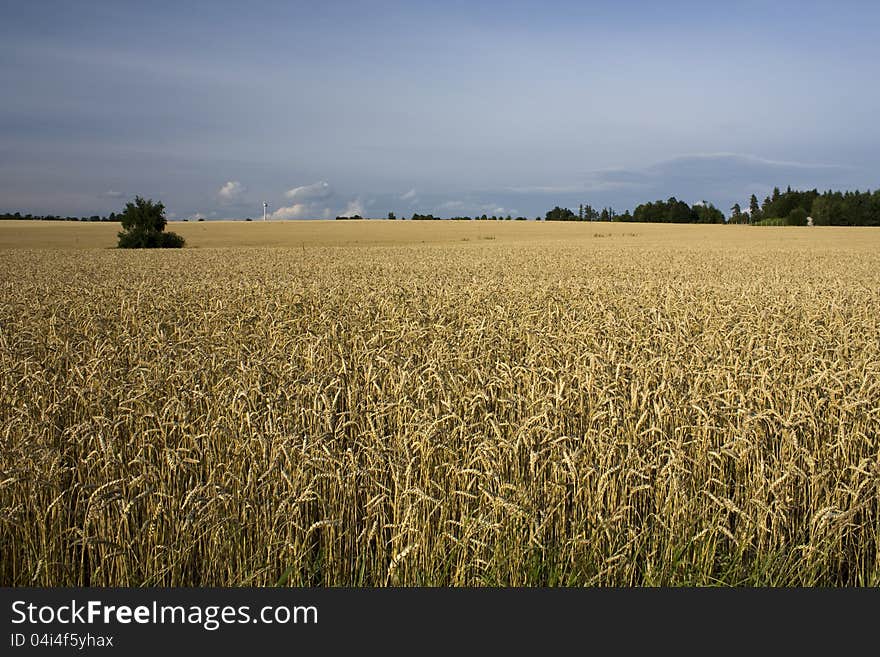 Field of grain