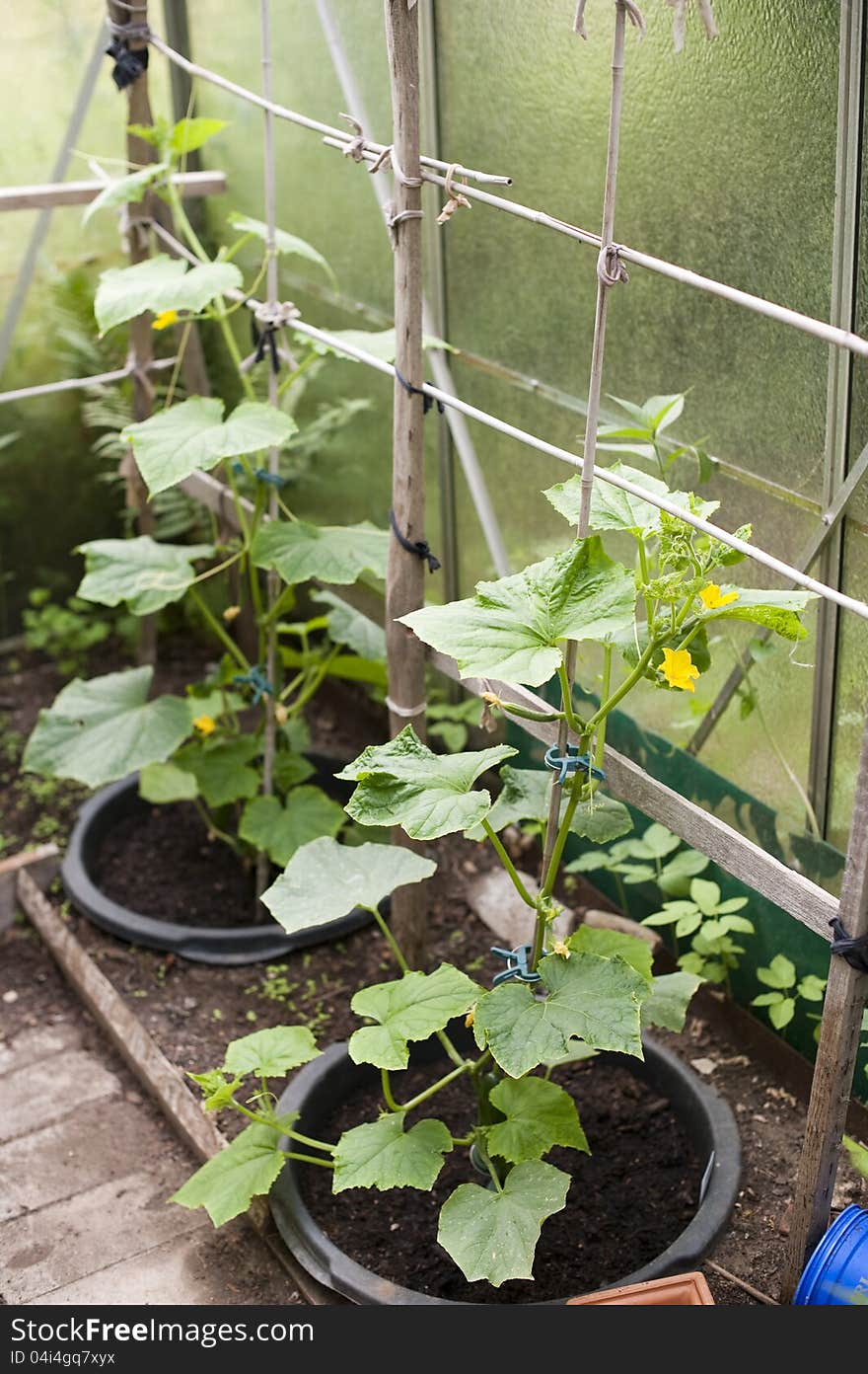 Cucumber plant