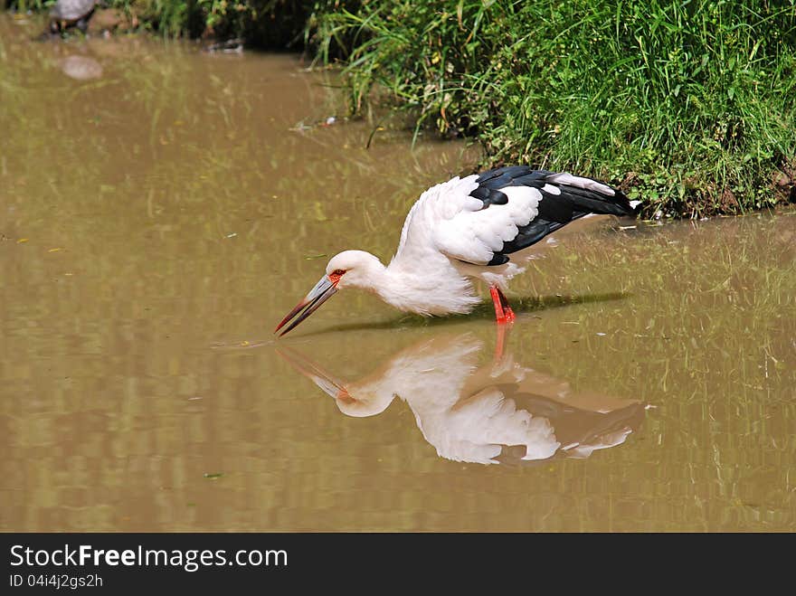 Maguari stork in the water