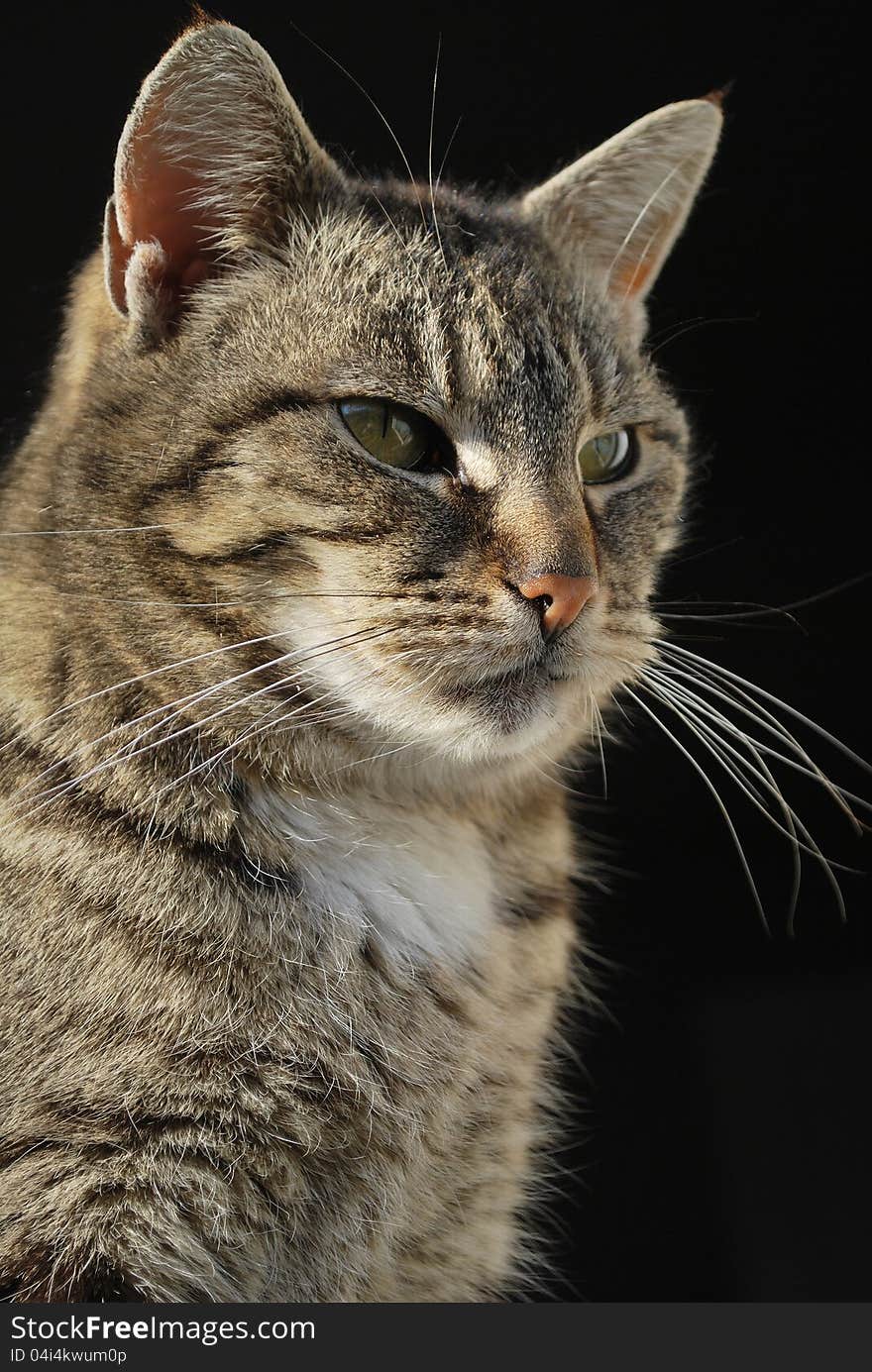 Posing domestic female cat