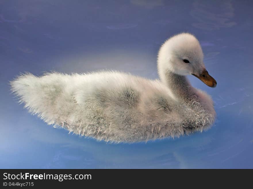 Young Black necked Swan swimming in clear blue water