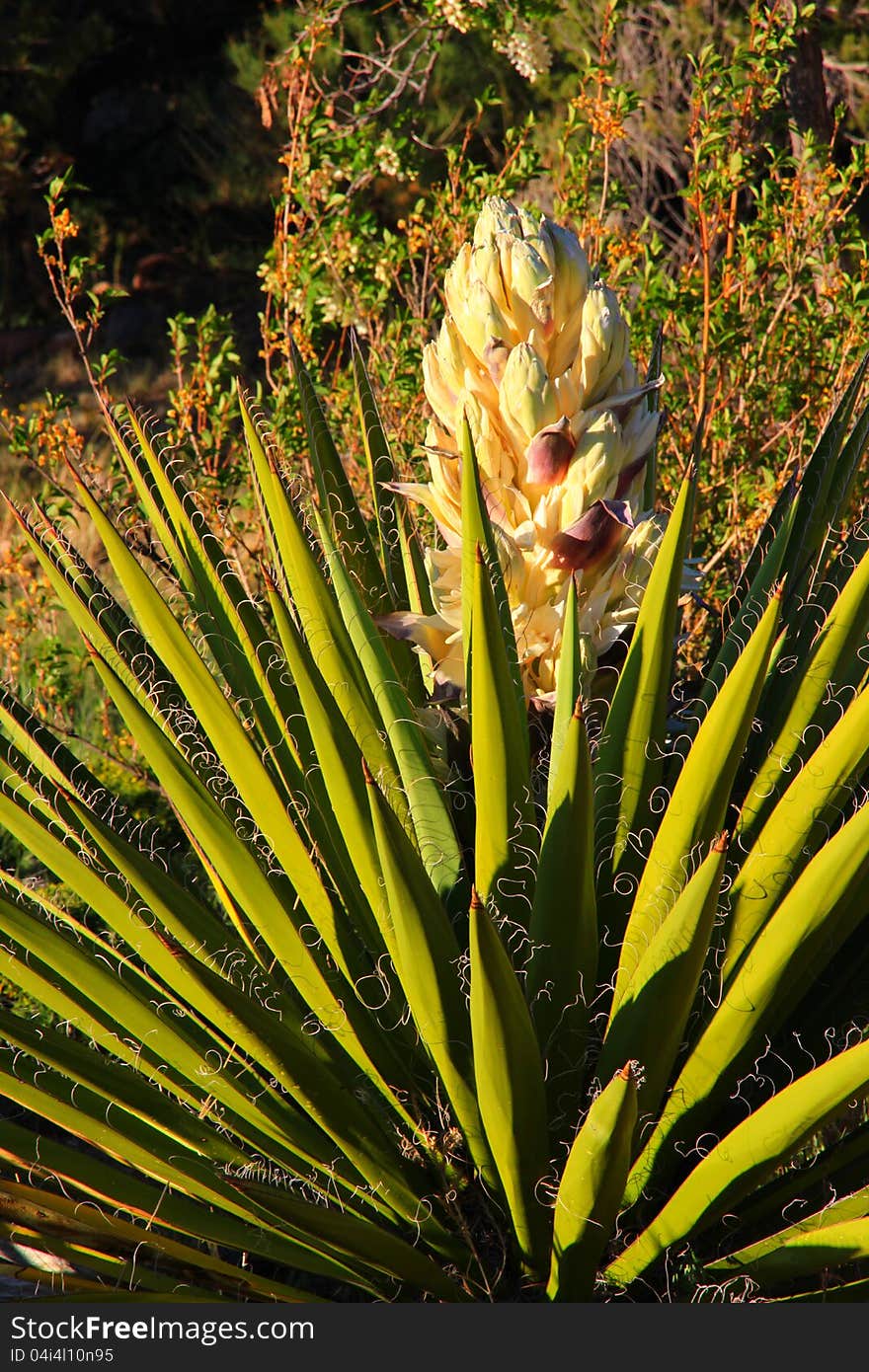 Yucca trees grown as ornimentals in the dry southwest. Yucca trees grown as ornimentals in the dry southwest.