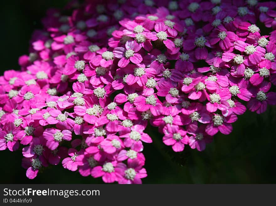 Pink Yarrow flower