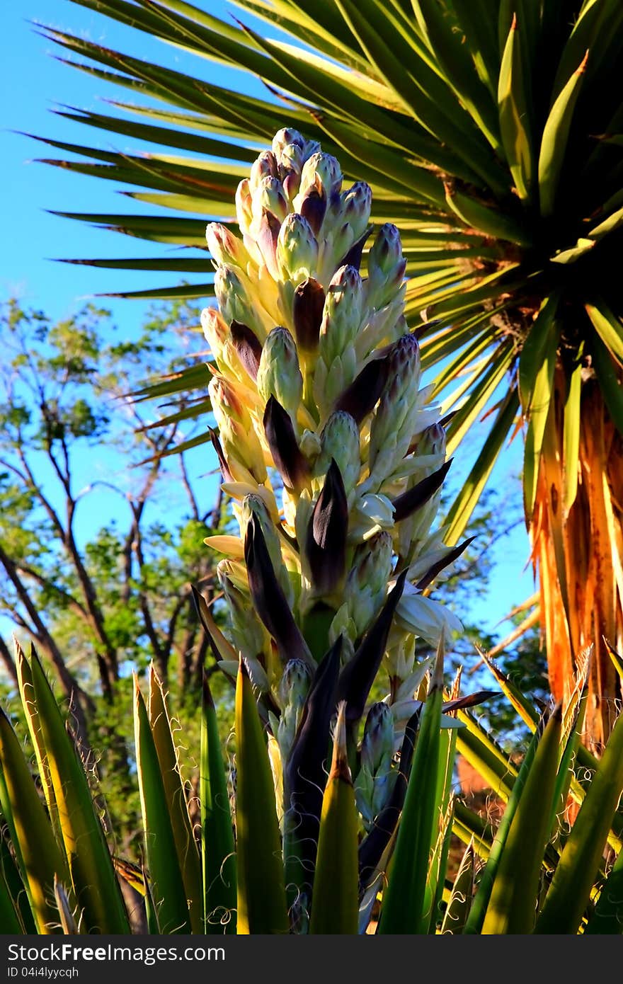 Yucca trees grown as ornimentals in the dry southwest. Yucca trees grown as ornimentals in the dry southwest.