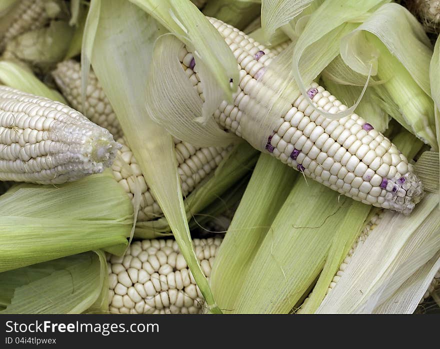 A pile of fresh corn cobs with husks peeled off. A pile of fresh corn cobs with husks peeled off.