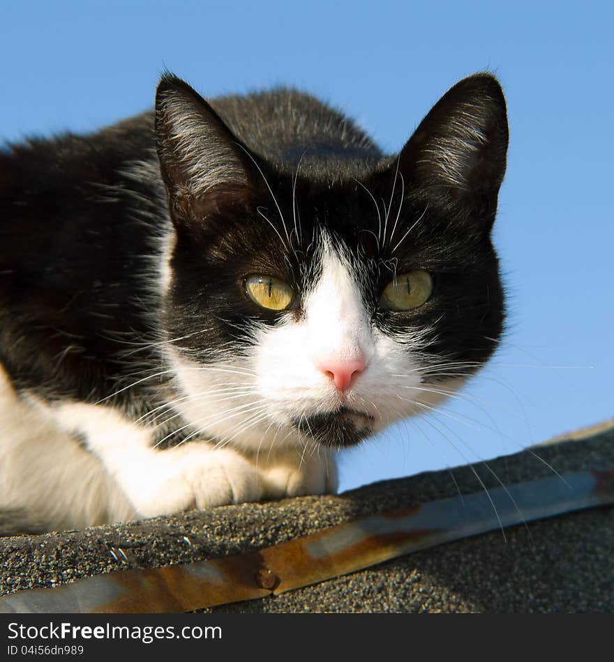 Cat on the roof