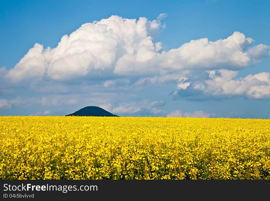 Yellow meadow