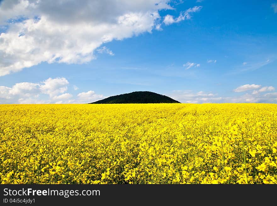 Yellow meadow