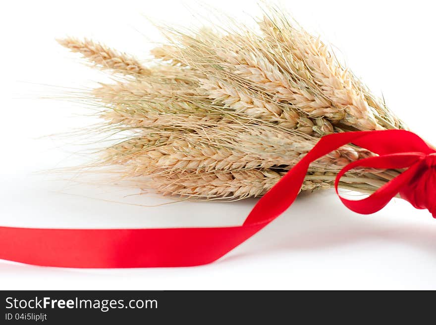 Spikes of wheat. Ripe ears of corn tied with red ribbon