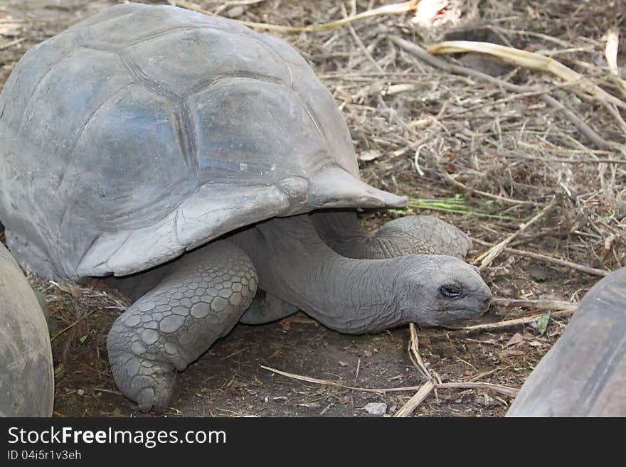 Tortoise from the Seychelles