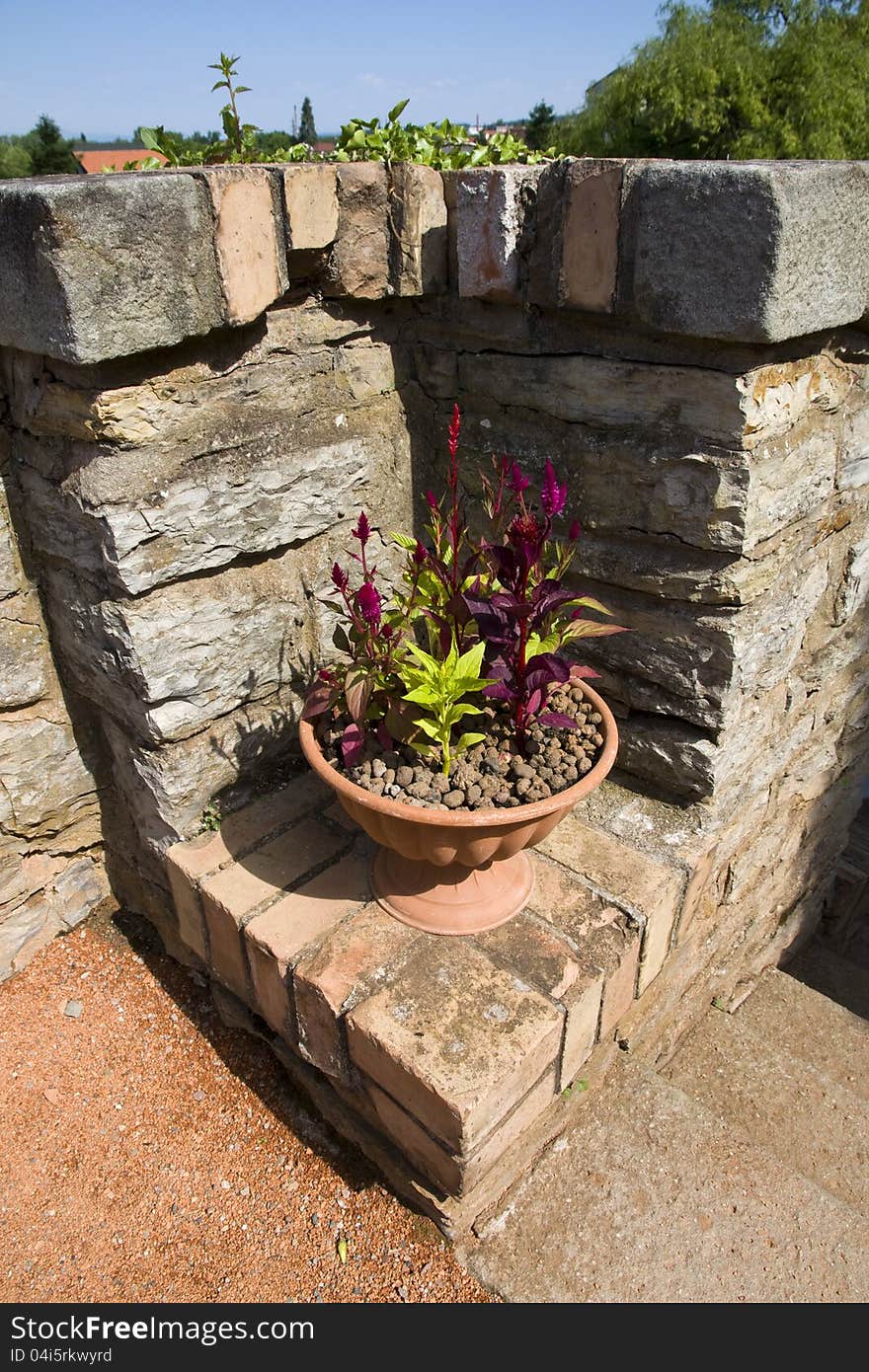 Green and red ornamental plants in a pot with a stone wall. Green and red ornamental plants in a pot with a stone wall