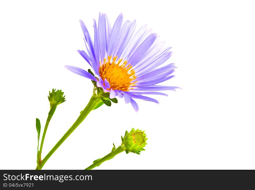 Beautiful summer flower isolated on white background. Beautiful summer flower isolated on white background