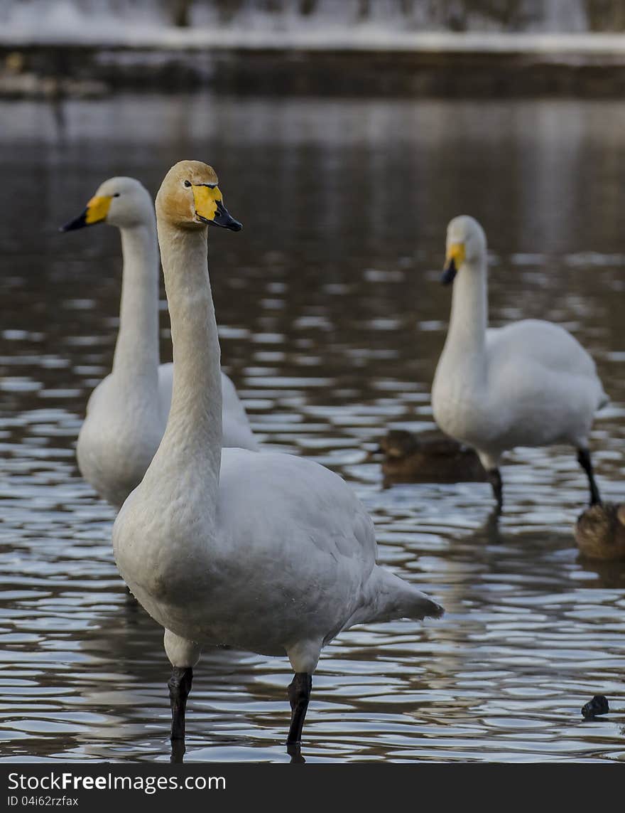 Whooper swans in the lake