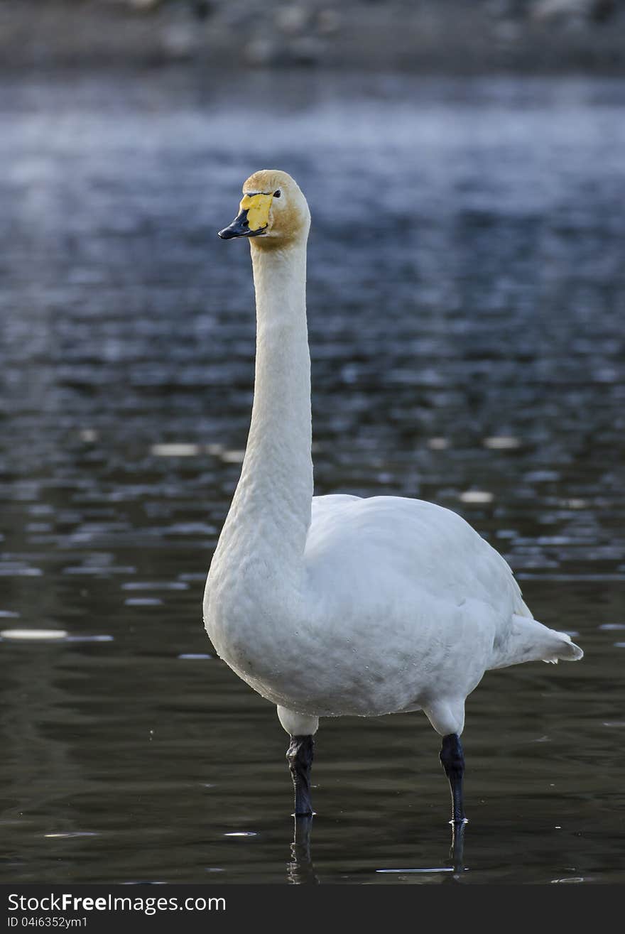 Whooper swans in the lake