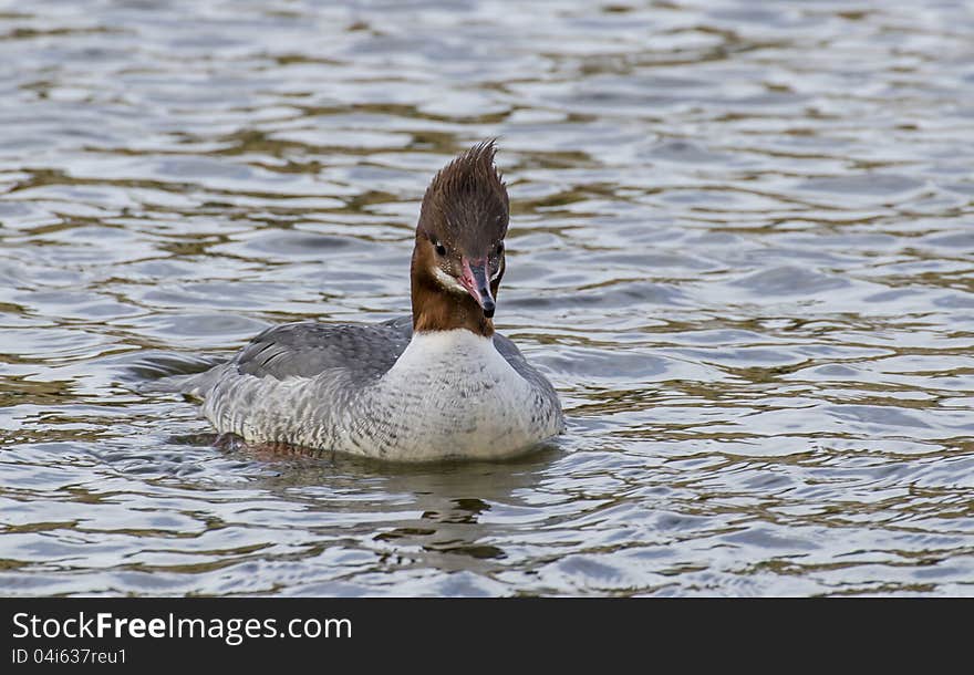 Common Merganser swimming in the lake