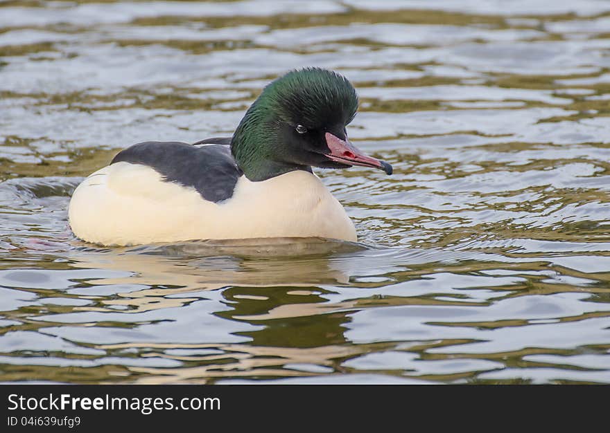 Common Merganser swimming in the lake