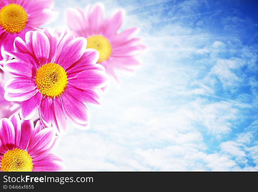 Pretty pink flowers against blue skies, abstract natural backgrounds