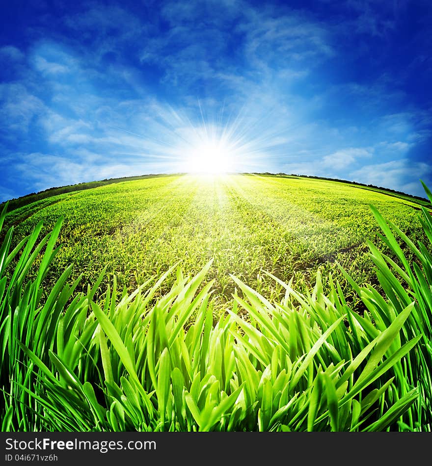 Sunny morning on the meadow