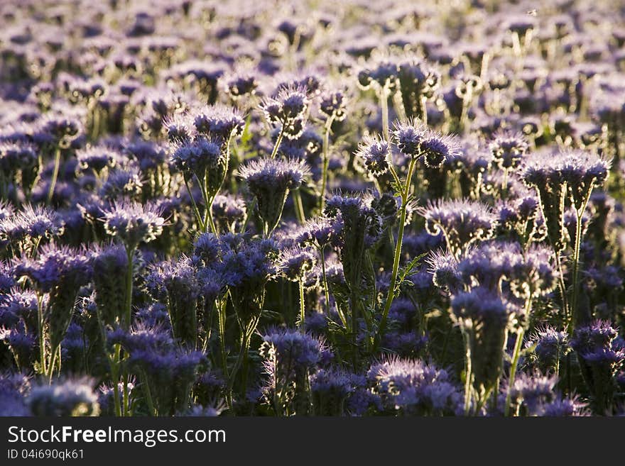 Purple bee plants, purple herb grown in the field. Purple bee plants, purple herb grown in the field