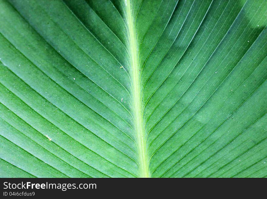 Leaf banana for background vertical