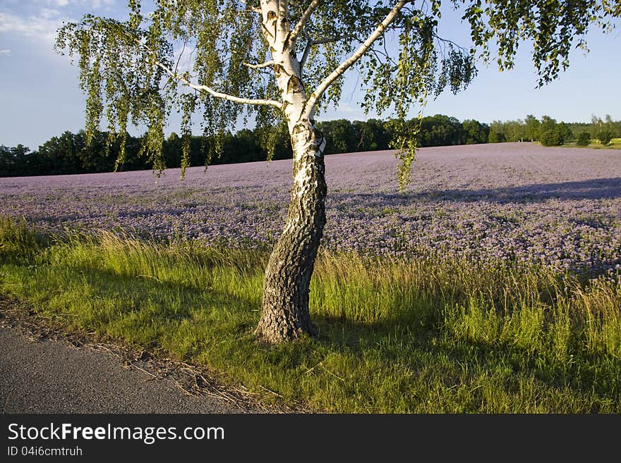 Birch growing on the green, birch with purple box with herbs, asphalt road with birch. Birch growing on the green, birch with purple box with herbs, asphalt road with birch