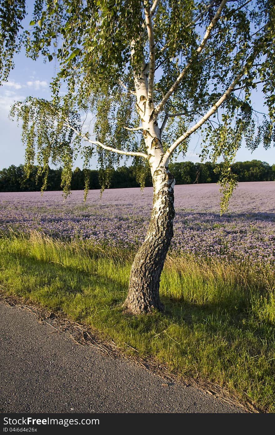 Birch trunk