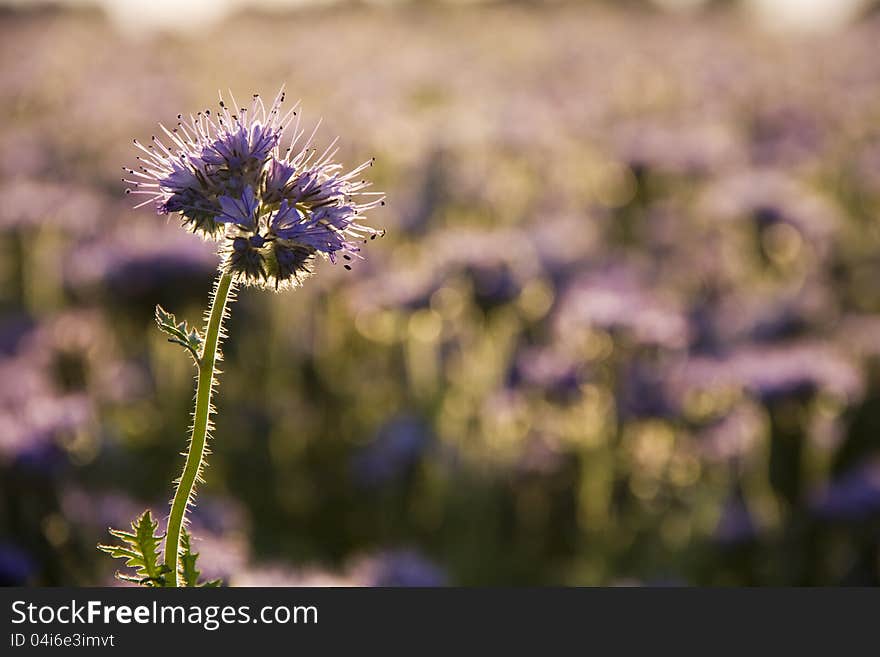 Purple herb grown in the field. Purple herb grown in the field