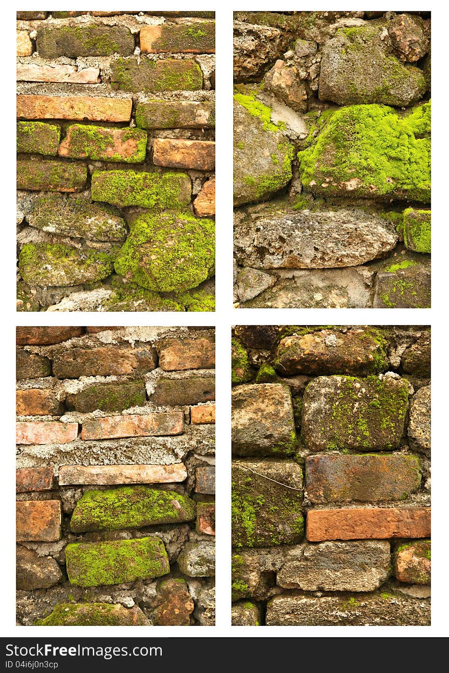 Tropical moss on the old wall