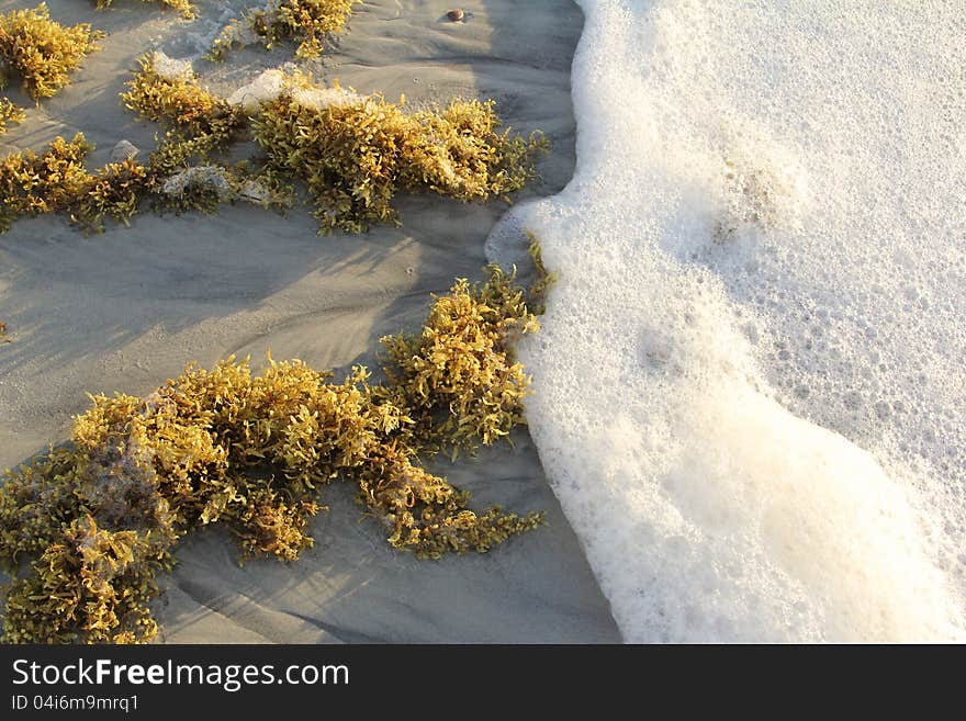 Foam from wave covers washed up seaweed on the beach. Foam from wave covers washed up seaweed on the beach