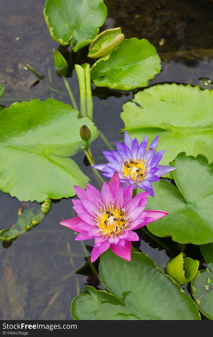 Bee on a purple and pink lotus.