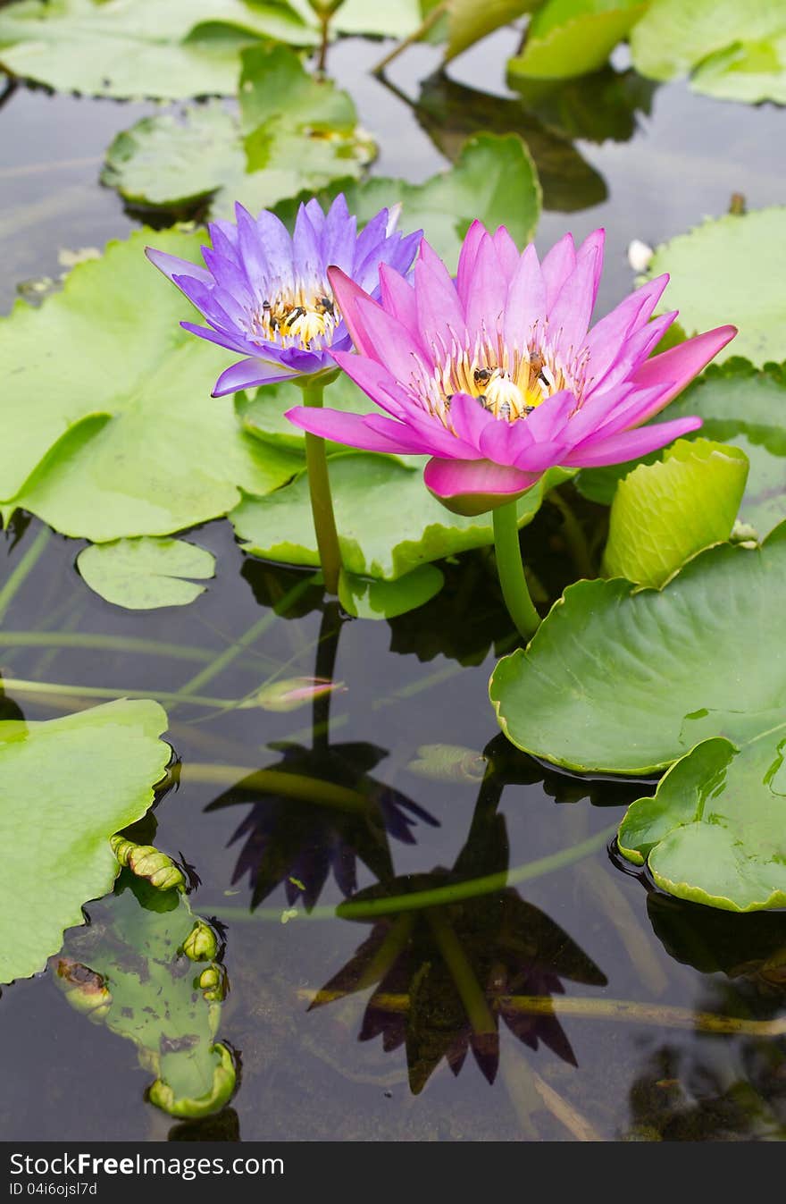 Two lotus flowers with purple, pink, reflection, and a bee sucking nectar. Two lotus flowers with purple, pink, reflection, and a bee sucking nectar.