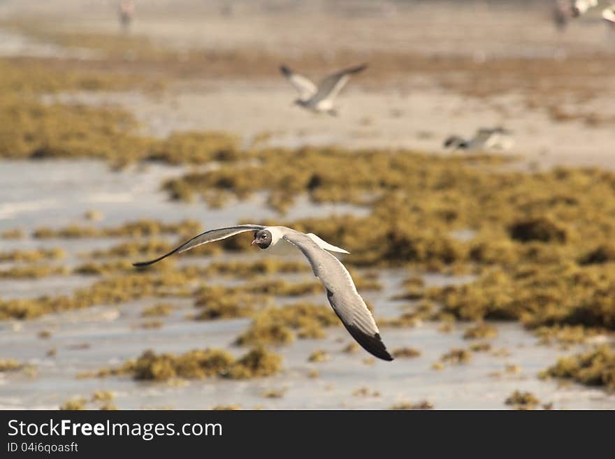 A group of seagulls searches through seaweed covered shore for food. A group of seagulls searches through seaweed covered shore for food.