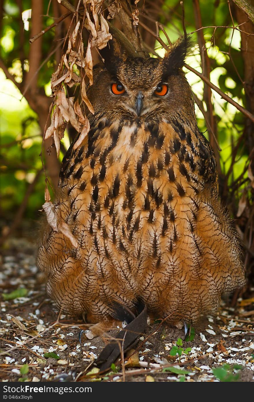 Closeup of an eagle owl in the bush