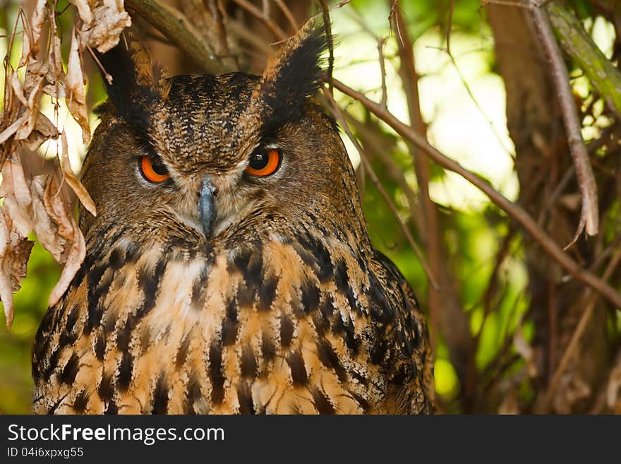 Closeup of an eagle owl in the bush