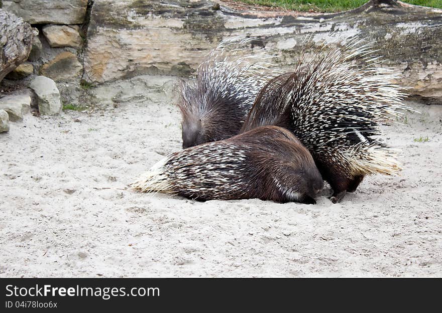 Crested Porcupine; Wild Life Zoo; close up. Crested Porcupine; Wild Life Zoo; close up.