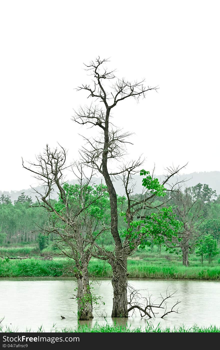 The died back tree is proceeded in greenish-grey tone. The died back tree is proceeded in greenish-grey tone.