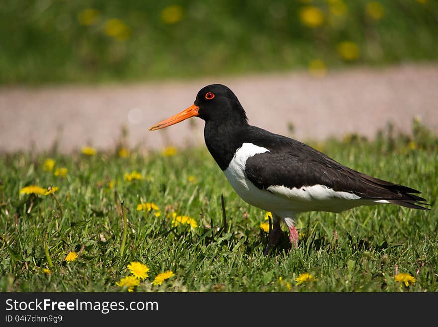 Eurasian Oystercatcher