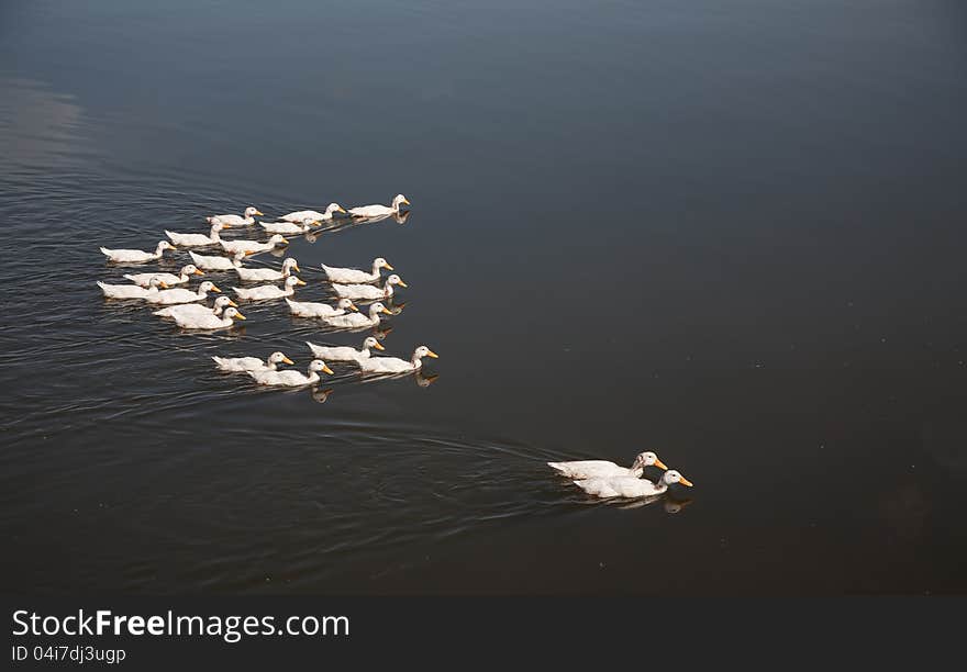 A flock of ducks swimming on the water. Only ducks and water.